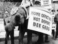 Demonstrations Against Deporting the Bee Gees