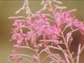 iwasthechild-1