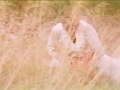 mything-1