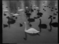 swansong-1